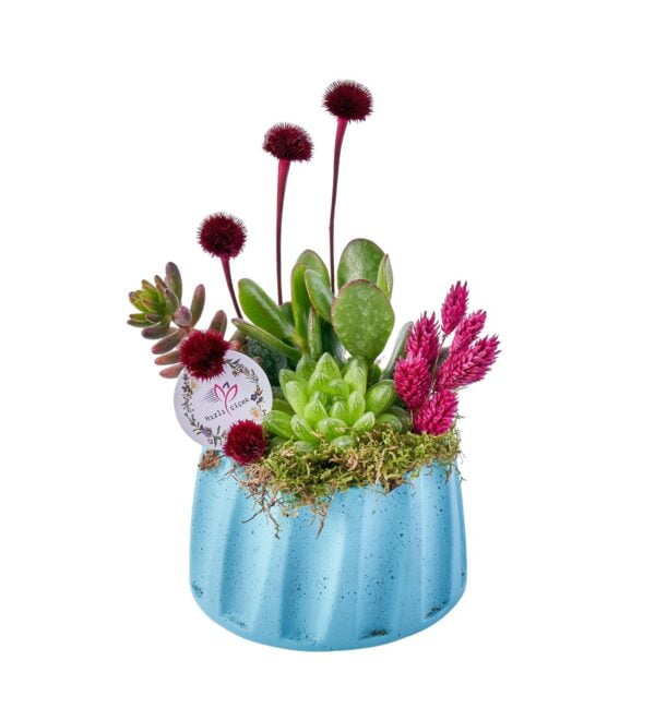 bluesukulentgarden1_n.jpg