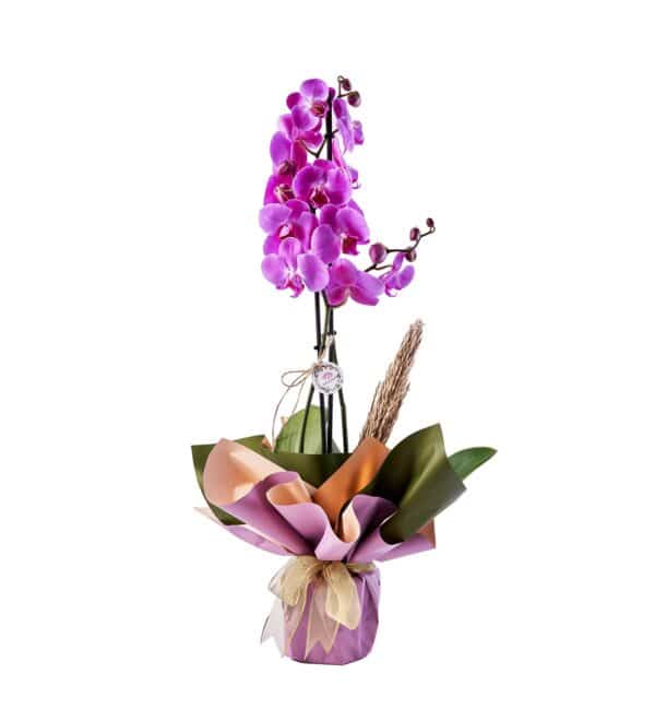 doublesweetpurpleorkide1_n.jpg
