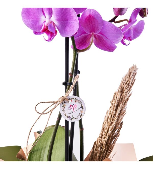 doublesweetpurpleorkide2_n.jpg