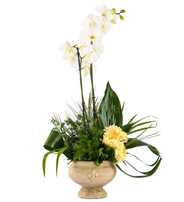 doublesweetwhiteorkide1_n.jpg