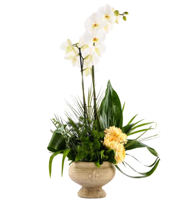doublesweetwhiteorkide2_n.jpg