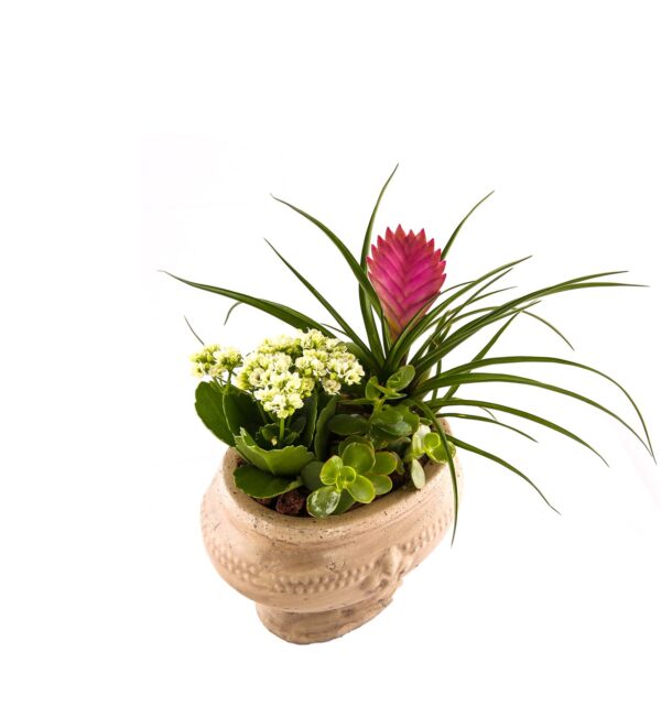 freshgarden-breezy2_n.jpg