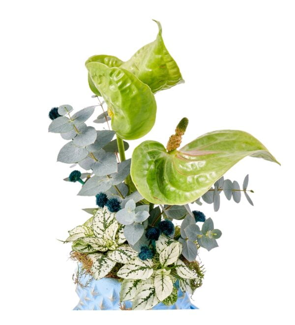 green-antoryum-dream2_n.jpg