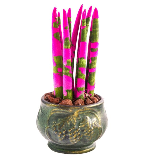 greenelegancepembesanseveria1_n.jpg