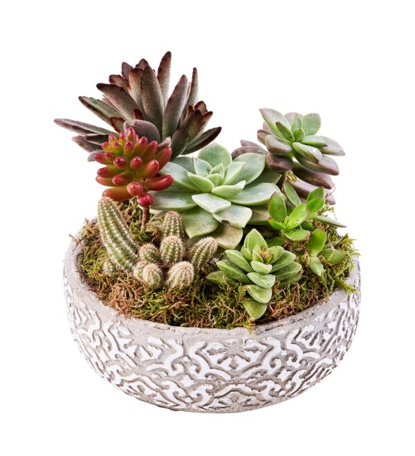 mysmallgarden1_n.jpg