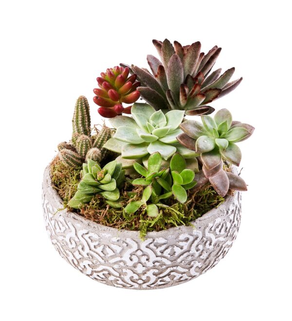 mysmallgarden2_n.jpg
