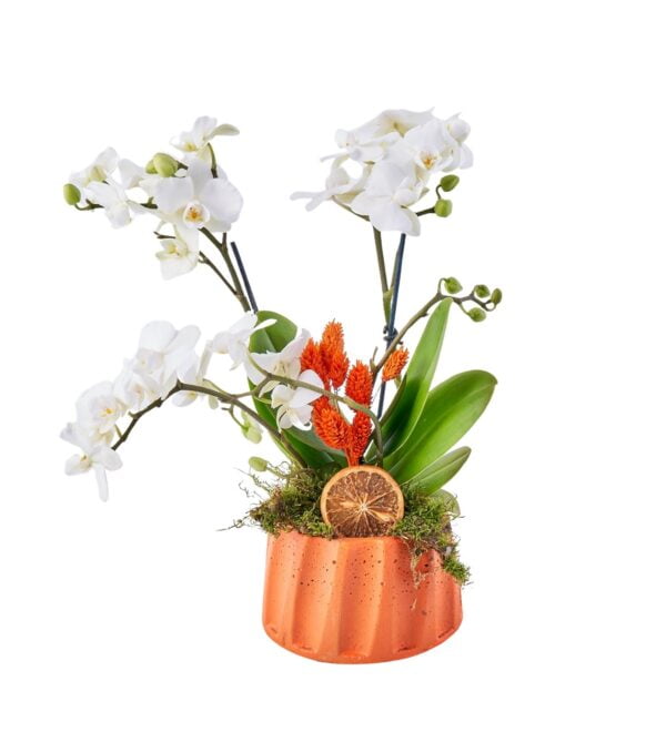 orange-mini-beyaz-orkide1_n.jpg