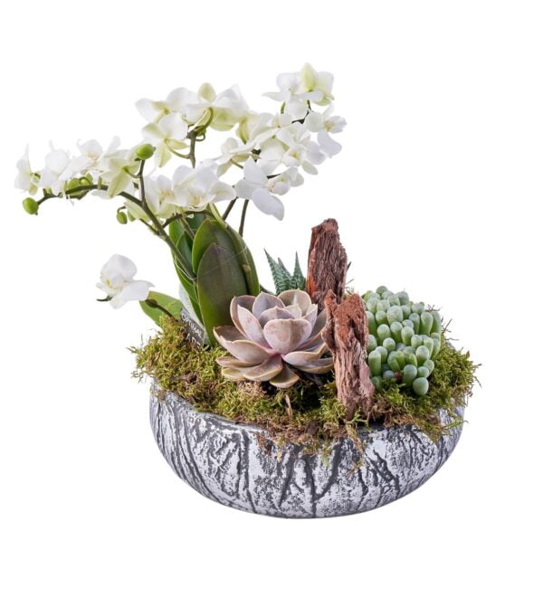 white-mini-orkide-garden2_n.jpg