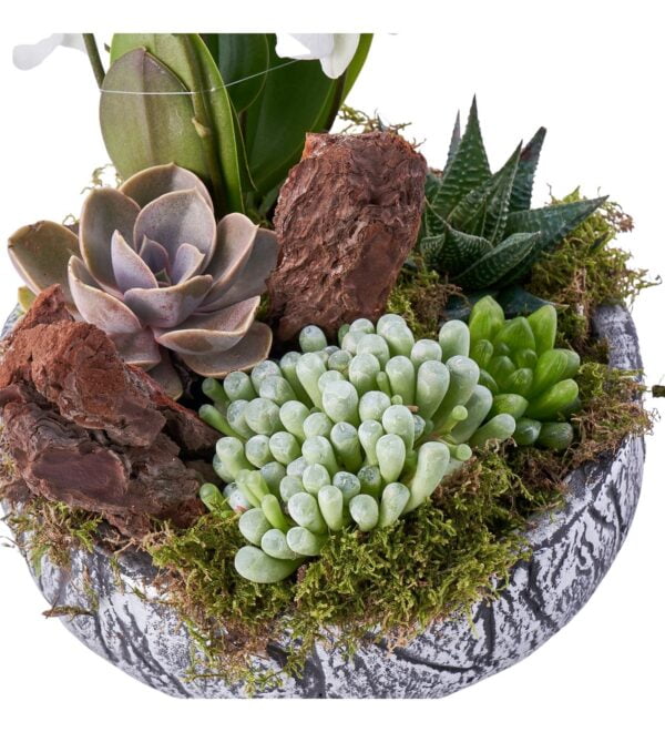 white-mini-orkide-garden4_n.jpg